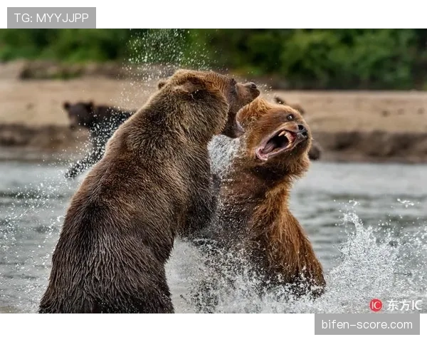 棕熊与美洲豹总决赛重演 马尔尚首次对阵老东家受瞩目 棕熊与美洲豹总决赛重演 马尔尚首次对阵老东家受瞩目